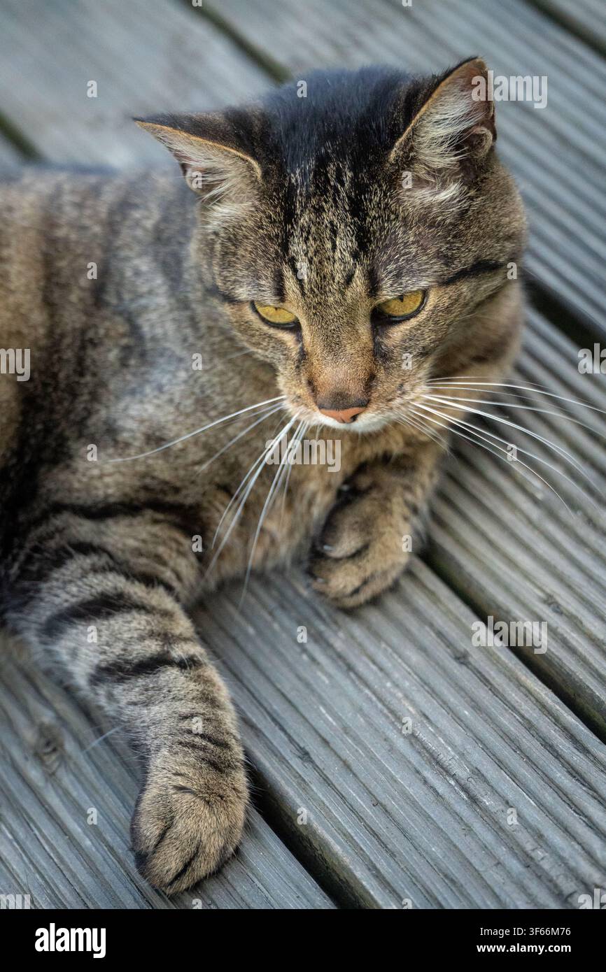 Ernster Tabby-Kater ruht auf einem verwitterten Holzdeck Stockfoto