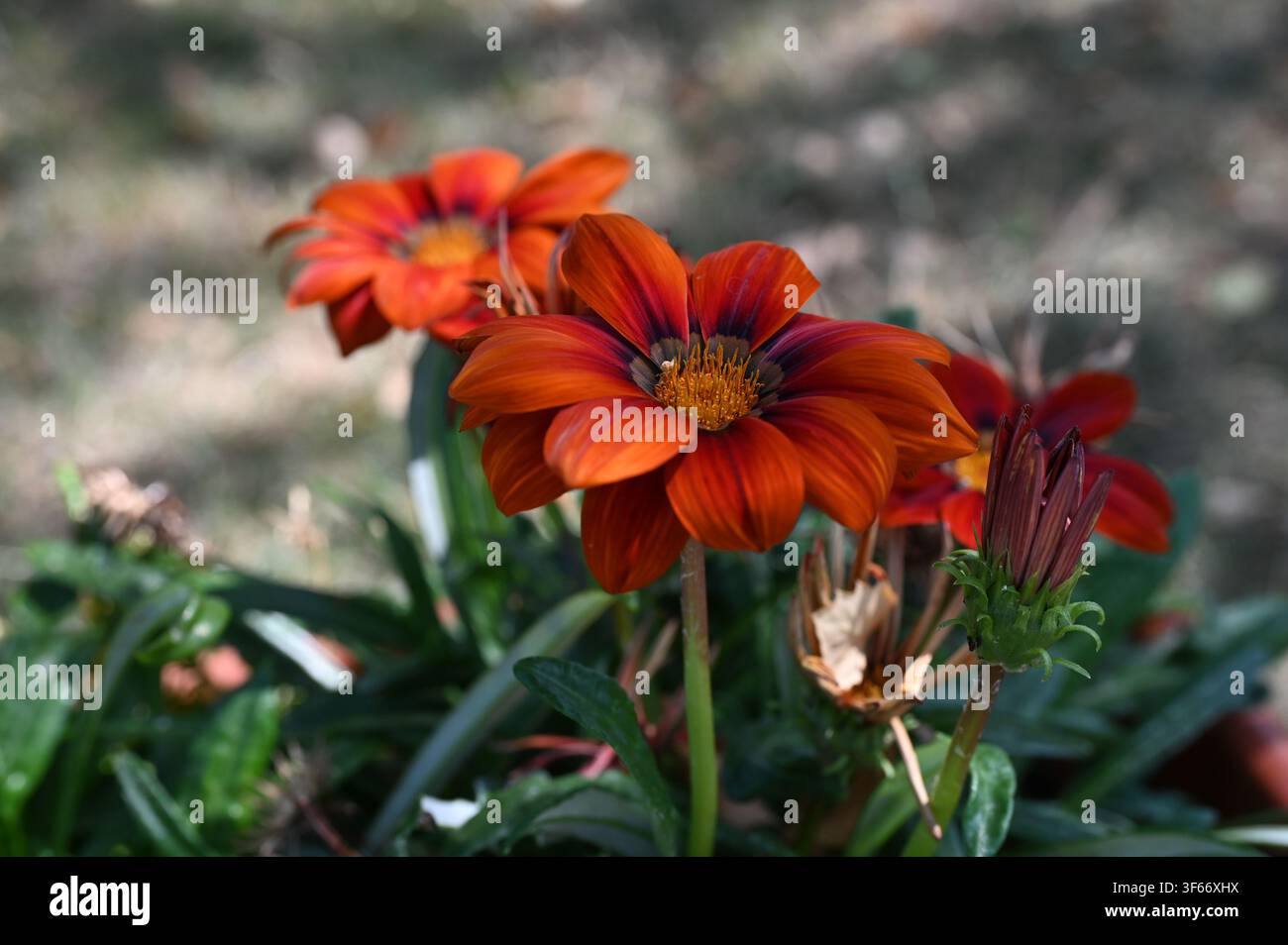 Gazania rigens (Schatzblume) Stockfoto