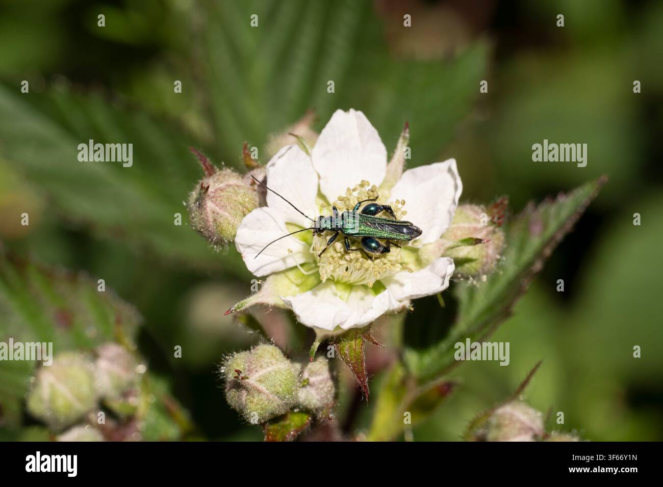 Beetle mit geschwollenen Oberschenkeln Oedemera nobilis, Imago-Beetle auf einem Grashalm umgeben von Butterblumen, Nottinghamshire, UK, Mai Stockfoto