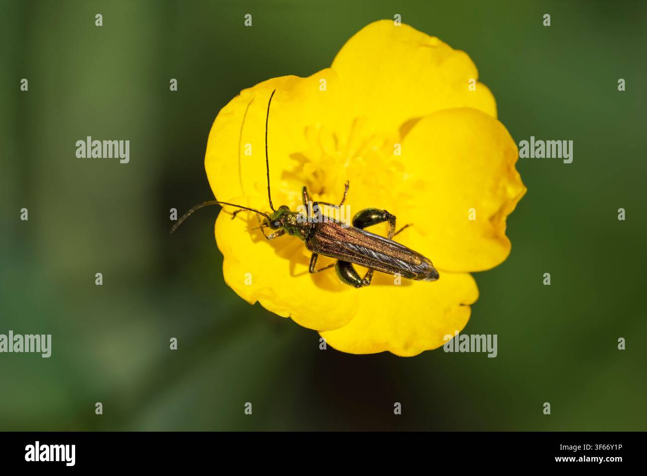 Beetle mit geschwollenen Schenkeln Oedemera nobilis, Ansicht von oben eines Imago-Beetles auf einer ButterblumeNottinghamshire, UK, Mai Stockfoto