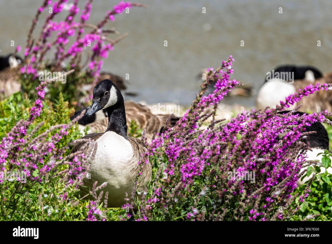 Nahaufnahme einer Kanadagans, umgeben von wunderschönen rosa Blumen in der Mitte eines Sees in Wiltshire, UK Stockfoto