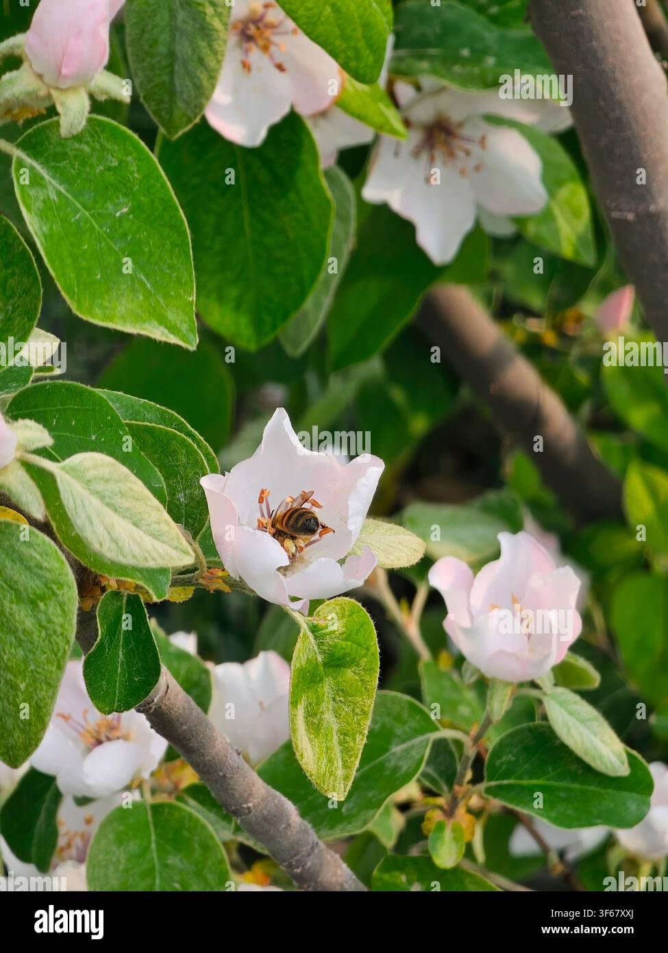 Biene sammelt Nektar in einer weißen Quittenblüte (Cydonia oblonga) - Smartphone-aufgenommenes Stockfoto