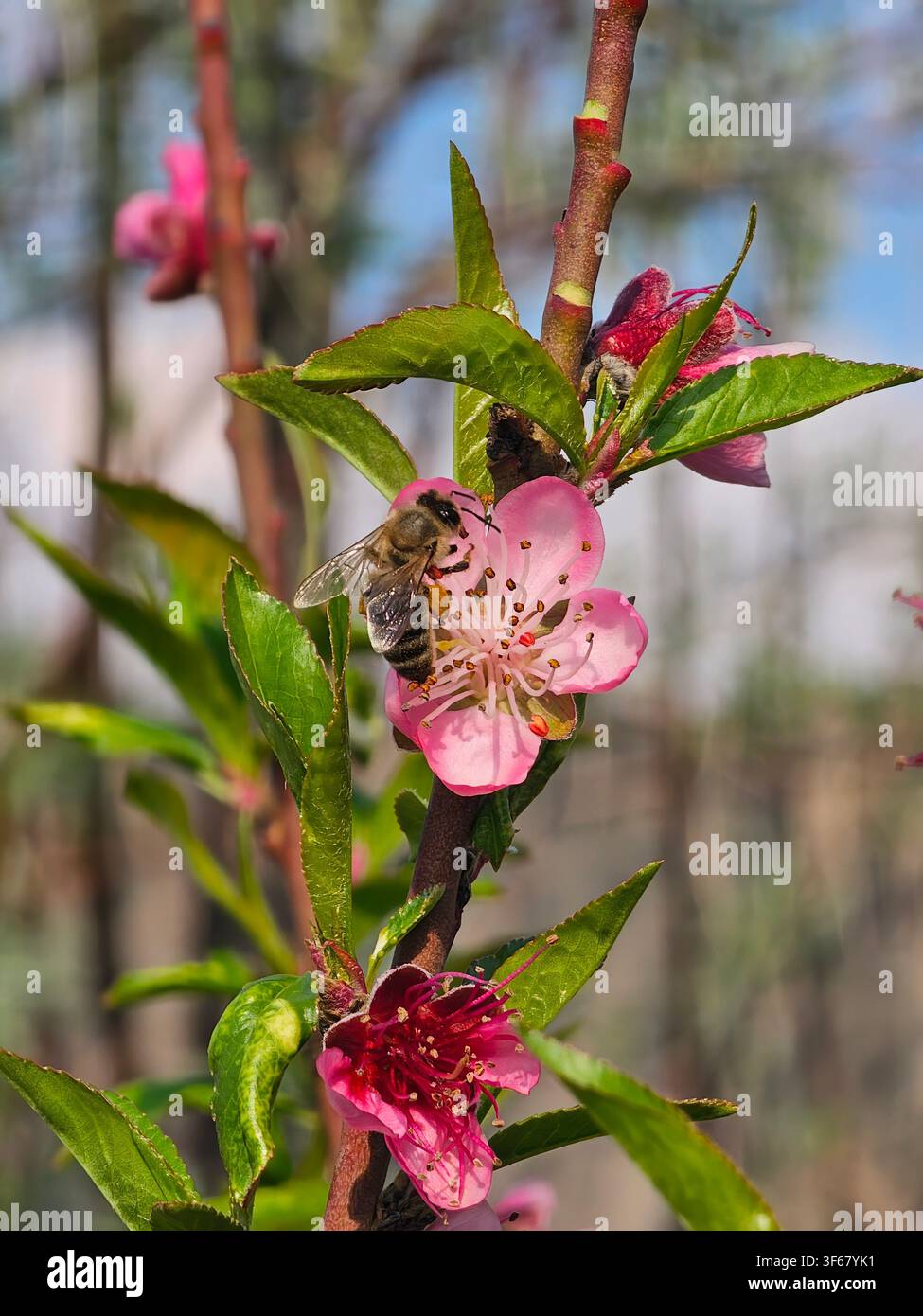 Nahaufnahme einer Honigbiene, die Nektar auf einer rosa Pfirsichblüte (Prunus persica) sammelt - Smartphone-aufgenommenes Stockfoto
