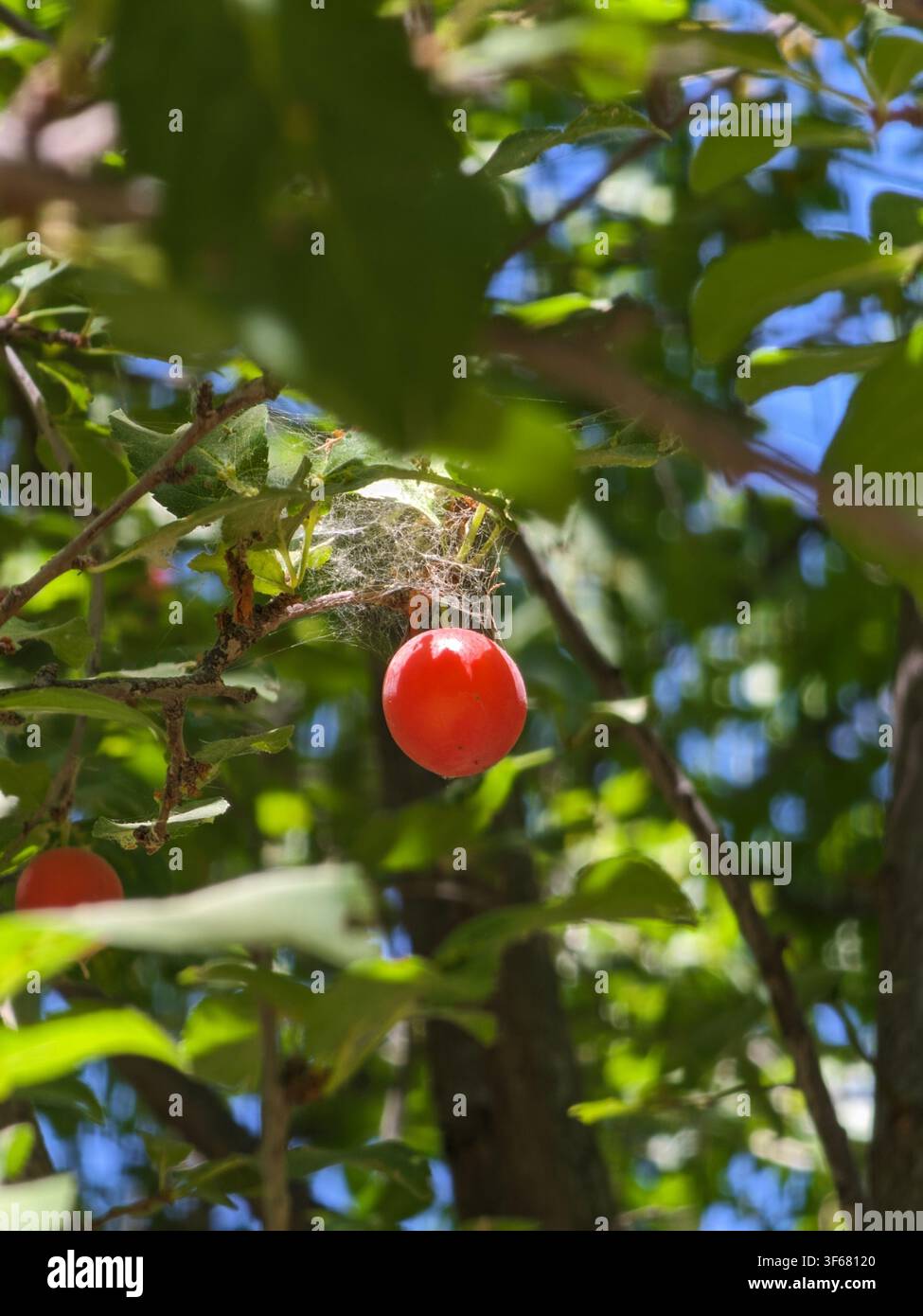 Hellrote Kirschpflaume (Prunus cerasifera) mit Spinnennetz an einem Baum - Smartphone-aufgenommenes Stockfoto