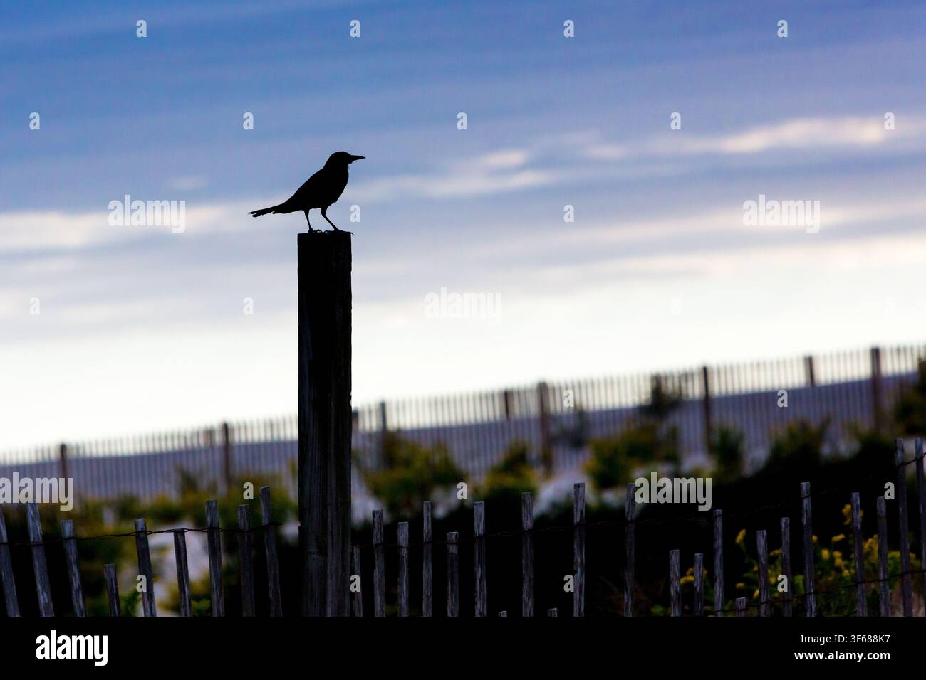 Die Silhouette eines Grackle mit Bootsschwanzkappen (Quiscalus Major), der bei Sonnenaufgang an der Assateague Island National Seashore in Maryland auf einem Zaunpfosten thront Stockfoto