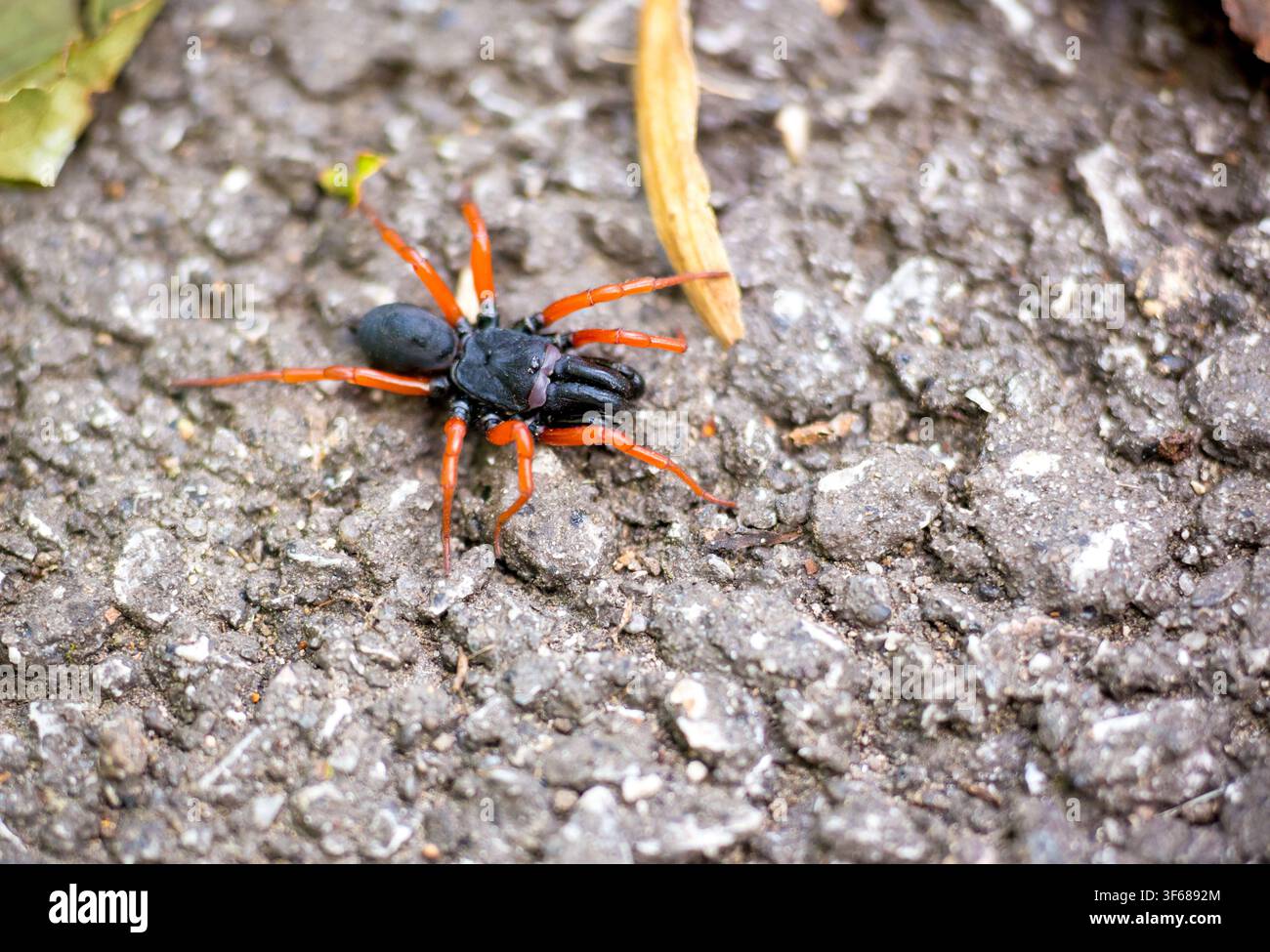 Ein männlicher Rotbein-Sackspinnen (Sphodros rufipes) in Maryland Stockfoto
