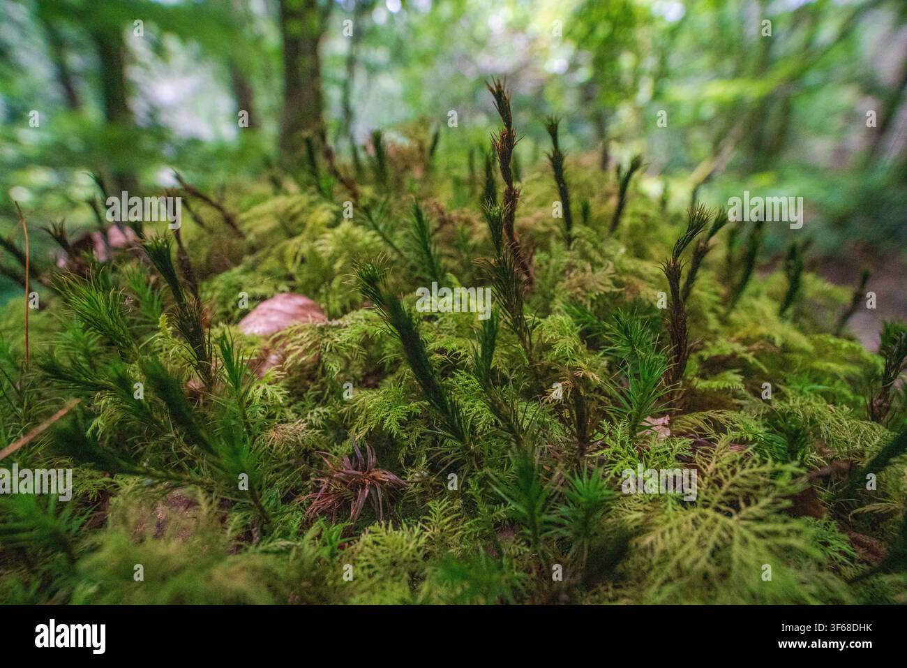 Nahaufnahme von Polytrichum commune, allgemein bekannt als gewöhnliches Haarbärlchen, das einen dichten, grünen Teppich in einem gemäßigten Wald bildet. Stockfoto