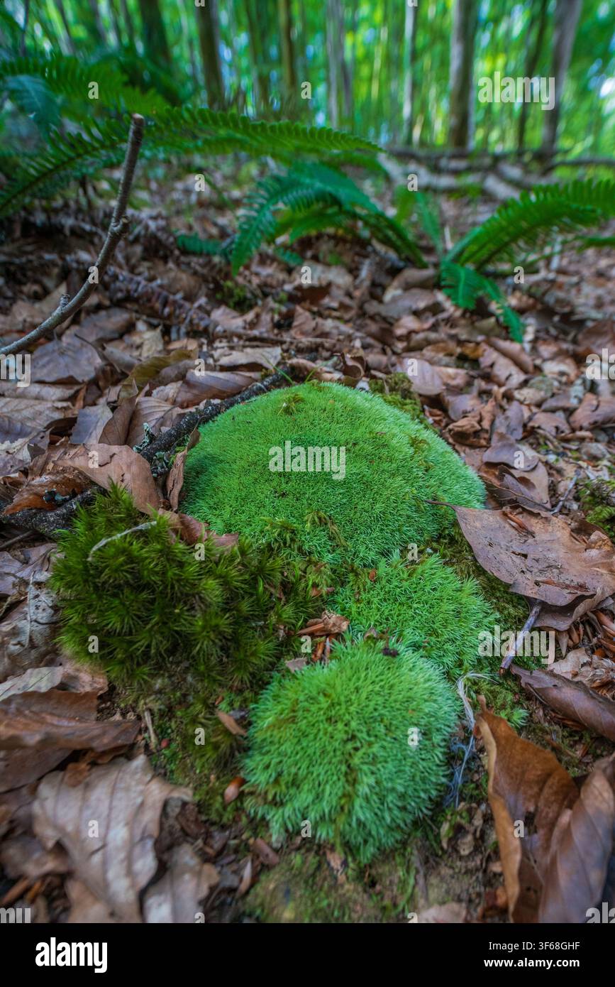 Eine detaillierte Ansicht eines dichten Polsters aus hellgrünem Kopfkissenmoos (Leucobryum glaucum) auf dem Waldboden, umgeben von gefallenen braunen Blättern. Stockfoto