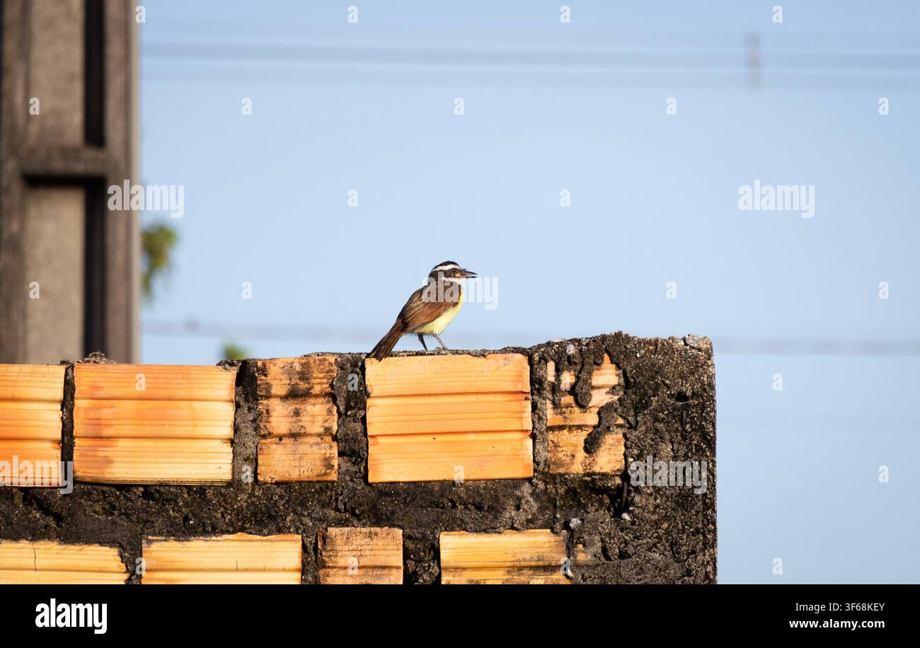 Großer Kiskadee, der auf einer rustikalen Ziegelmauer im Amazonasregenwald in Brasilien sitzt. Stockfoto