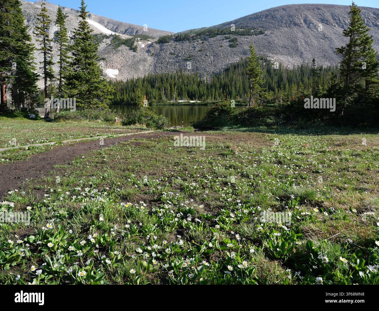 Weißer Sumpfdotter blüht am Ufer des Mitchell Lake, Indian Peaks Wilderness, Colorado, USA. Stockfoto