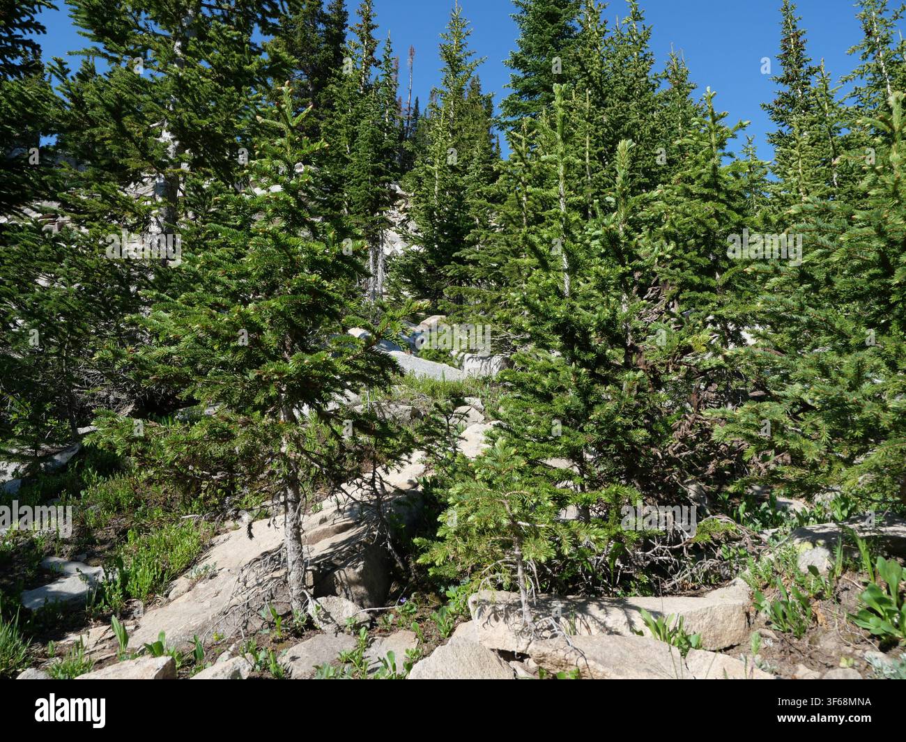 Subalpine Nadelwald entlang des Mitchell Lake Trails, Indian Peaks Wilderness, Colorado, USA. Stockfoto