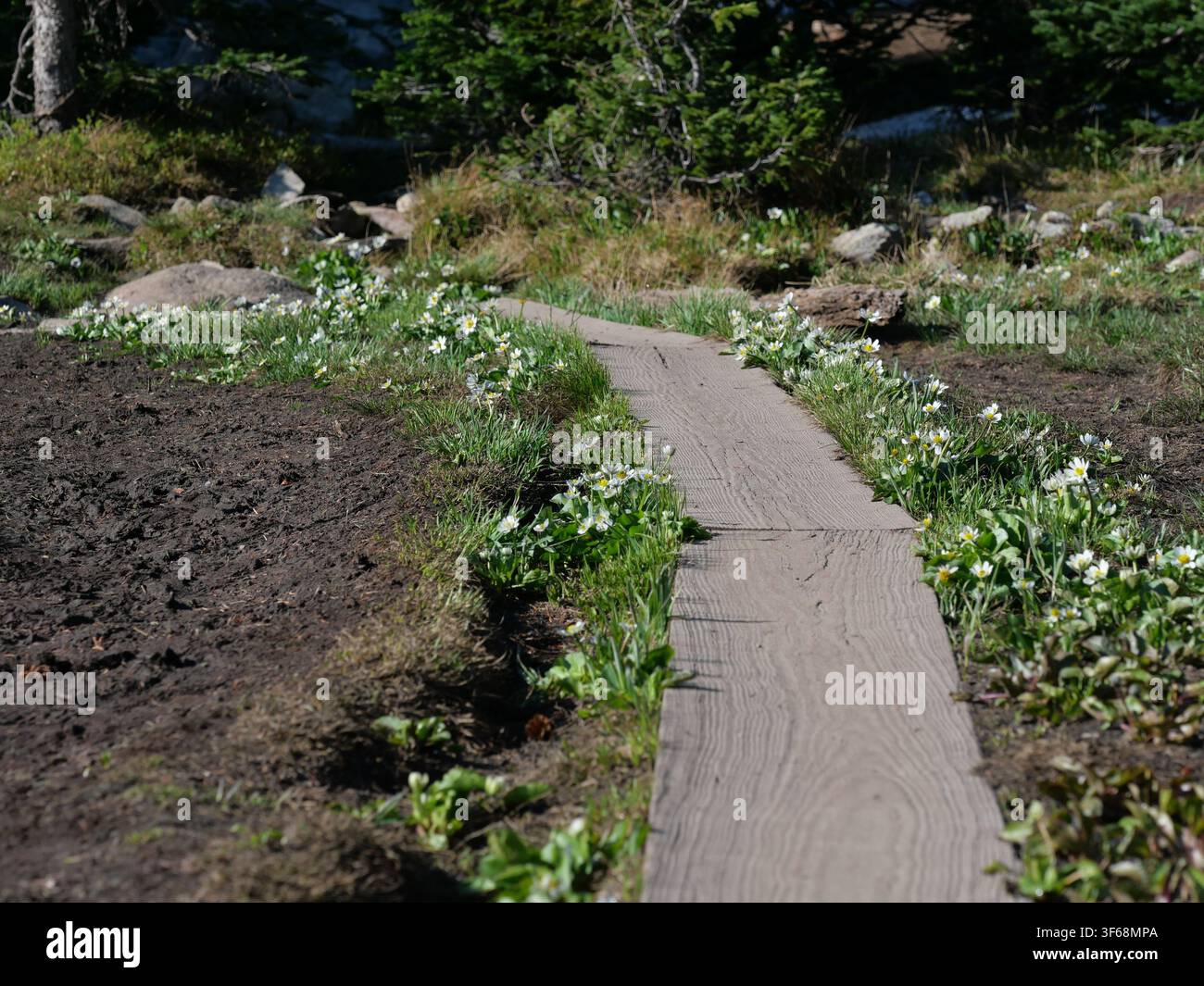Promenade durch blühende Weißer-Marsch-Glockenblumen entlang des Mitchell Lake Trails, Brainard Lake Erholungsgebiet, Indian Peaks Wilderness, Colorado, USA. Stockfoto