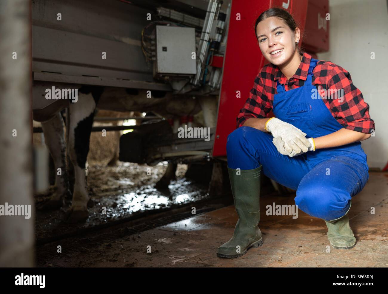 Professionelle Melker, die Maschinenmelken im Viehstall betreiben Stockfoto