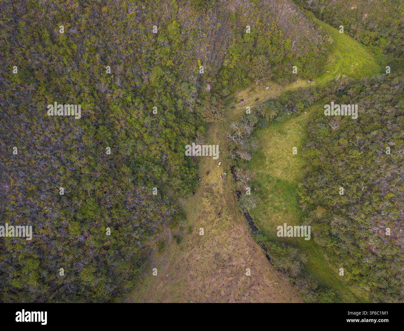 Luftbild von Kühen und Bullen in der Natur Stockfoto