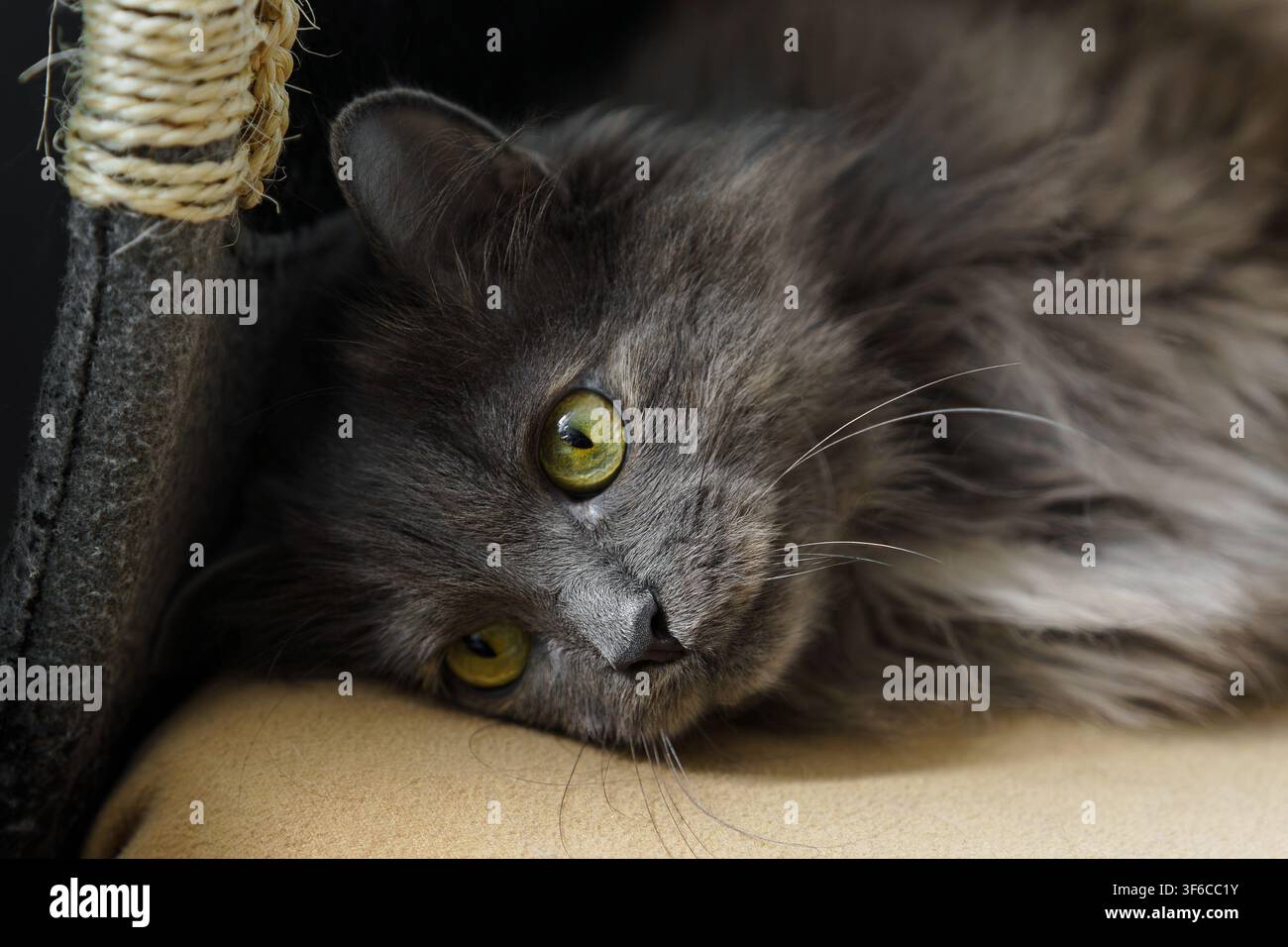 Porträt einer flauschigen traurigen grauen Katze mit auffälligen grünen Augen, die bequem auf einem weichen Kissen ruht und einen friedlichen und häuslichen Katzenmoment einfängt Stockfoto