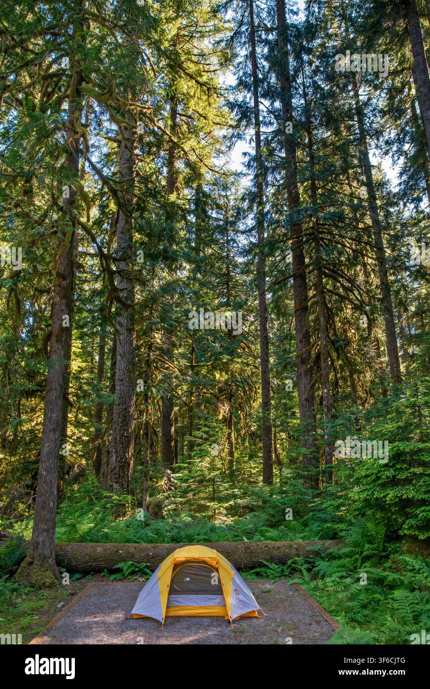Campingplatz im alten vielfältigen Wald, Marble Creek Campground, Nördliche Kaskaden, Mount Baker Snoqualmie National Forest, Washington, USA Stockfoto