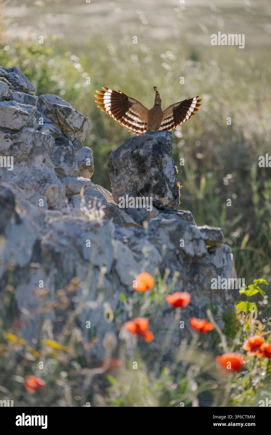 Europäischer Seidenhalsvogel im Flug, der Futter zu seinen Jungen bringt, Upupa epops, Bulgarien Stockfoto
