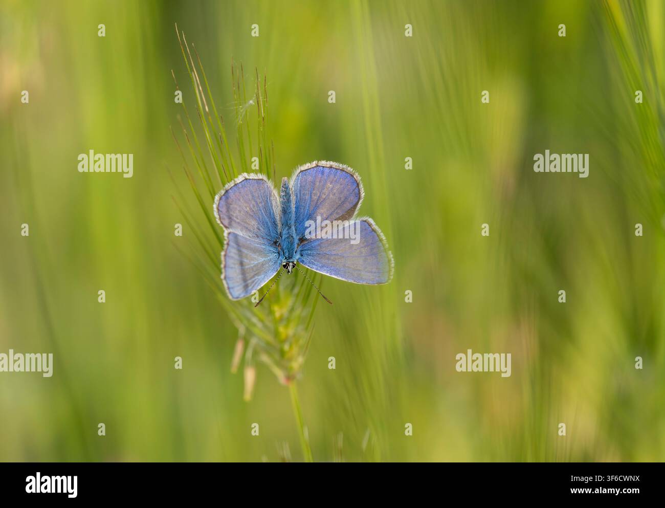 Blauer Waldschmetterling, Polyommatus icarus, Bulgarien Stockfoto