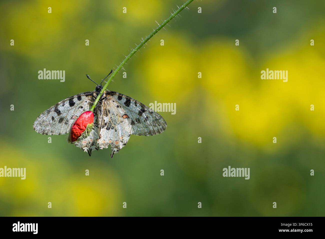 Östlicher Festoonfalter, Allancastria cerisyi, auf einer Mohnblume in Bulgarien Stockfoto
