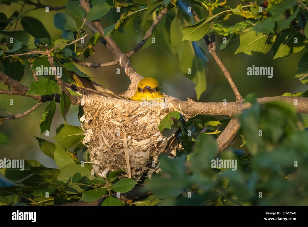 Weiblicher Pirol, der auf Eiern im Nest sitzt, Oriolus oriolus, Bulgarien Stockfoto
