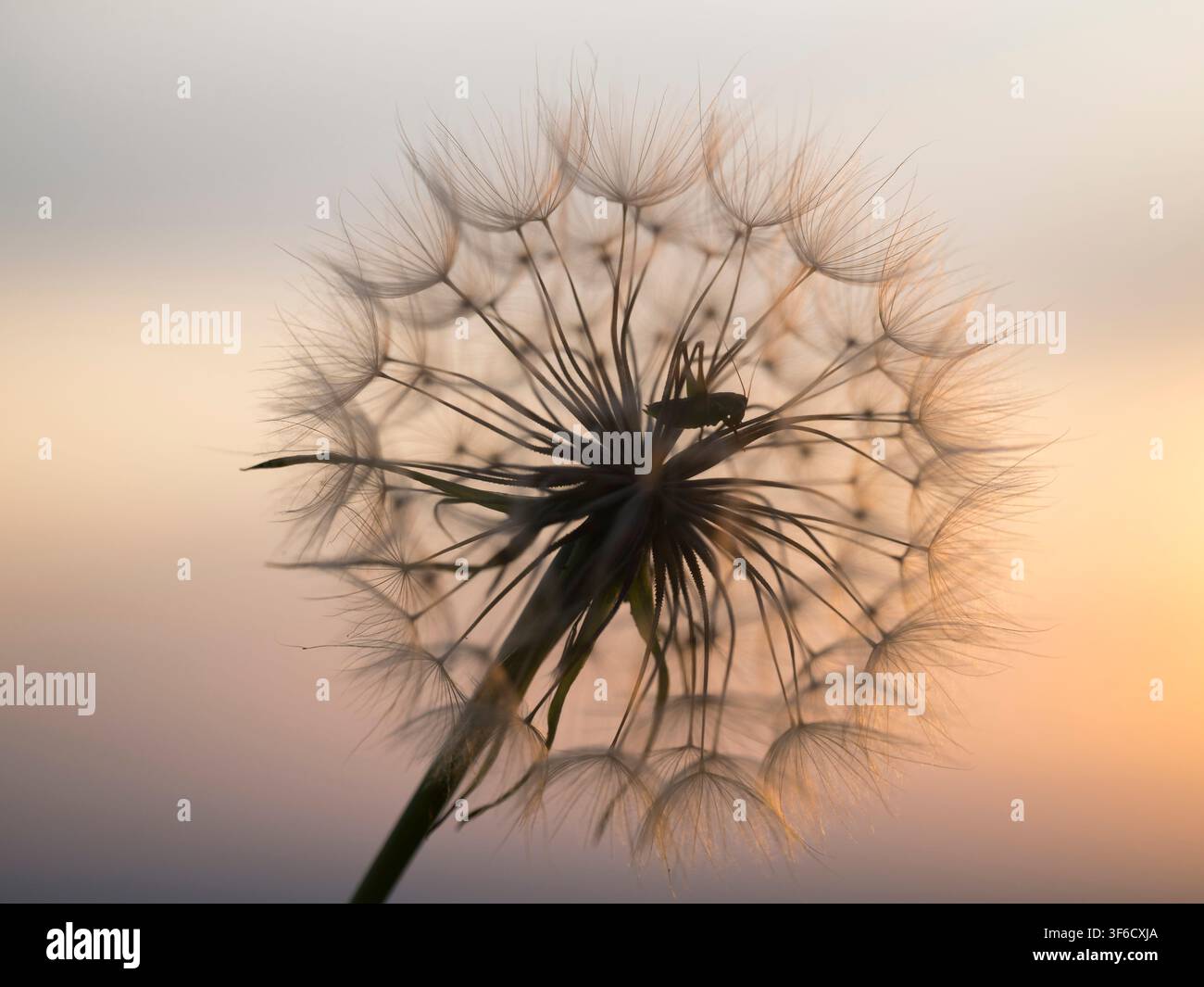 Grille in einer Ziegenbart-Samenkapsel bei Sonnenaufgang, Bulgarien Stockfoto