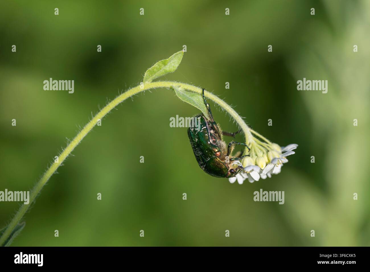 Rosenkäfer, Cetonia aurata, Bulgarien Stockfoto