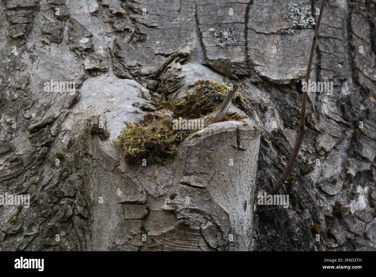 Blaue Felsenschwalbe saß auf einem Nest in einem Baumstamm, County Durham, England. Stockfoto