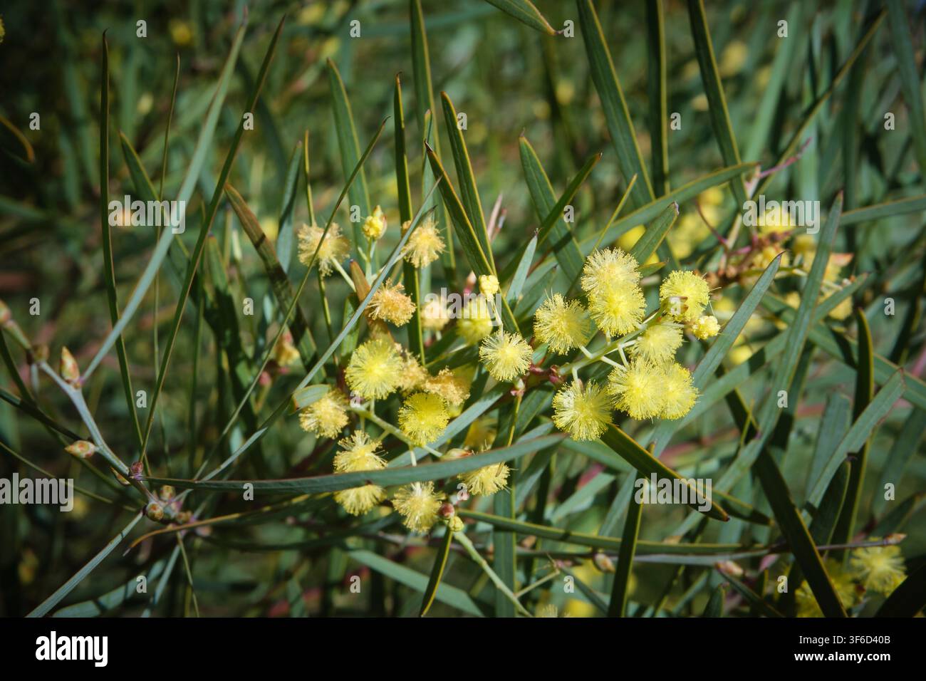 Stockfoto von A. iteaphylla, auch bekannt als Flinders-Range-Akazie, Port-Lincoln-Akazie und Weidenblättrige Akazie. Eine in Südaustralien heimische Art Stockfoto