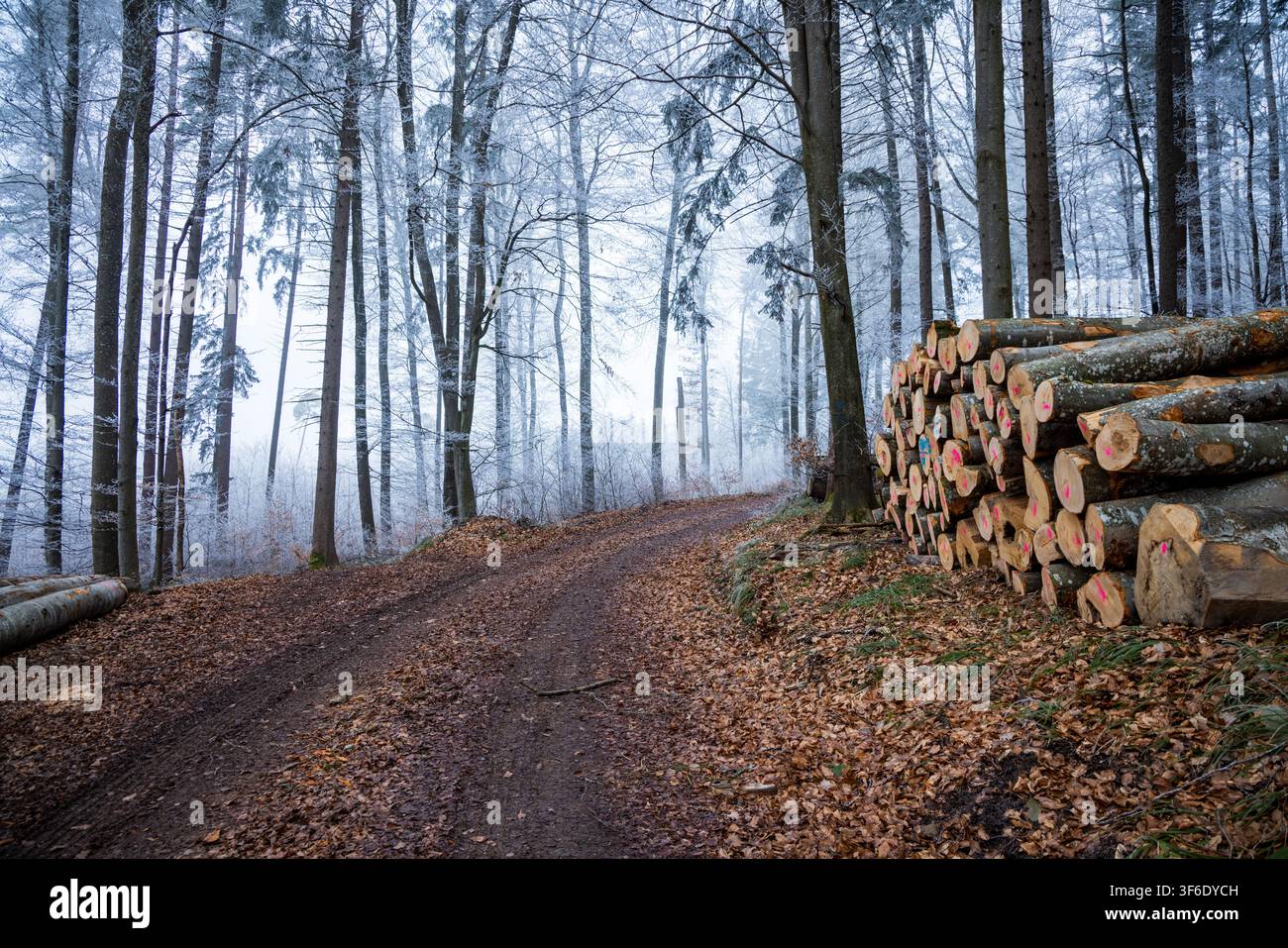 Ein gestapelter Holzstapel steht neben einer gefrorenen Waldstraße Stockfoto