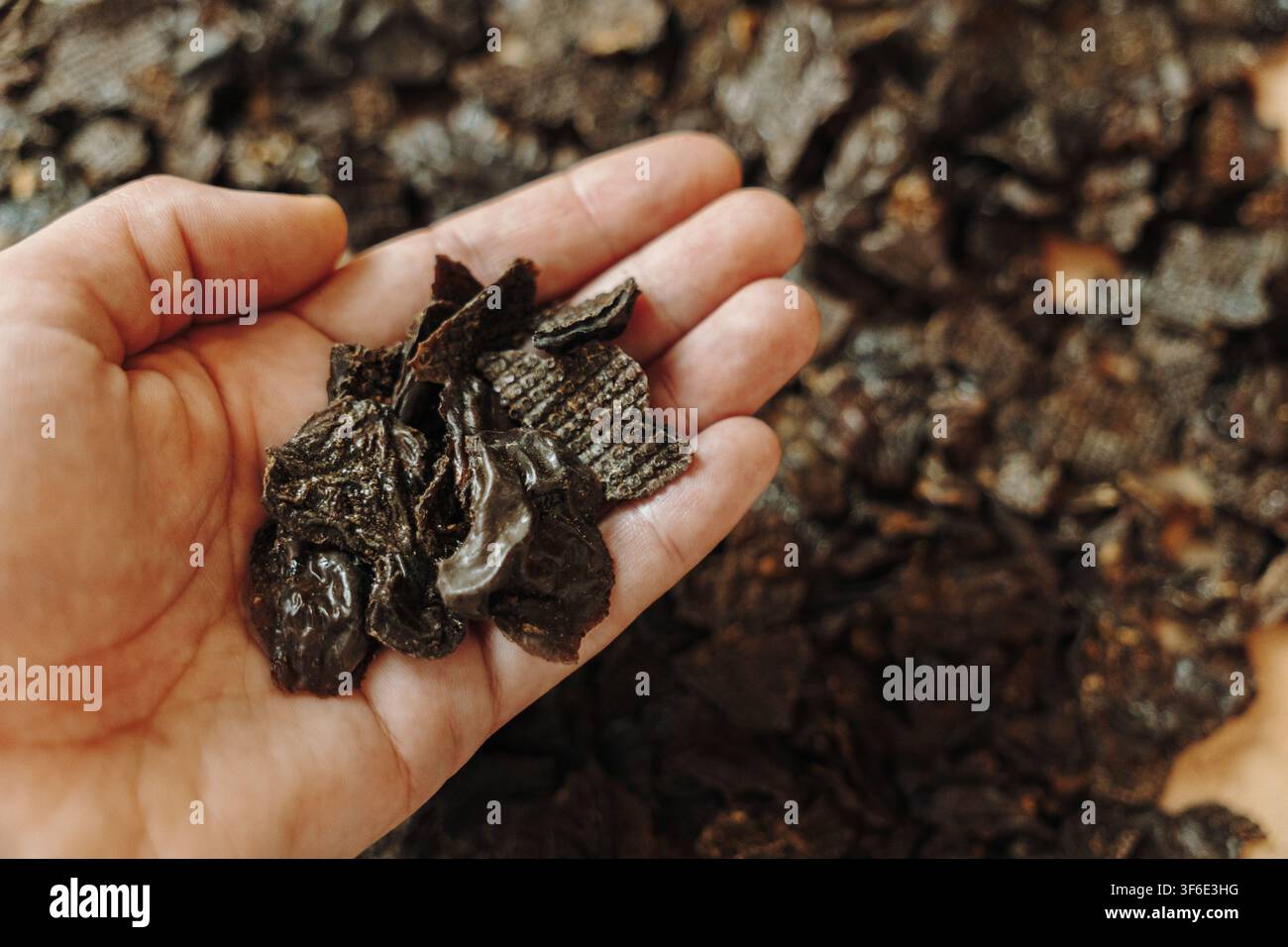 Hand hält getrocknete Hühnerleber-Leckerlis für Hunde. Natürlicher Ein-Zutaten-Haustiersnack reich an Eiweiß und geeignet für Trainingsbelohnungen. Stockfoto