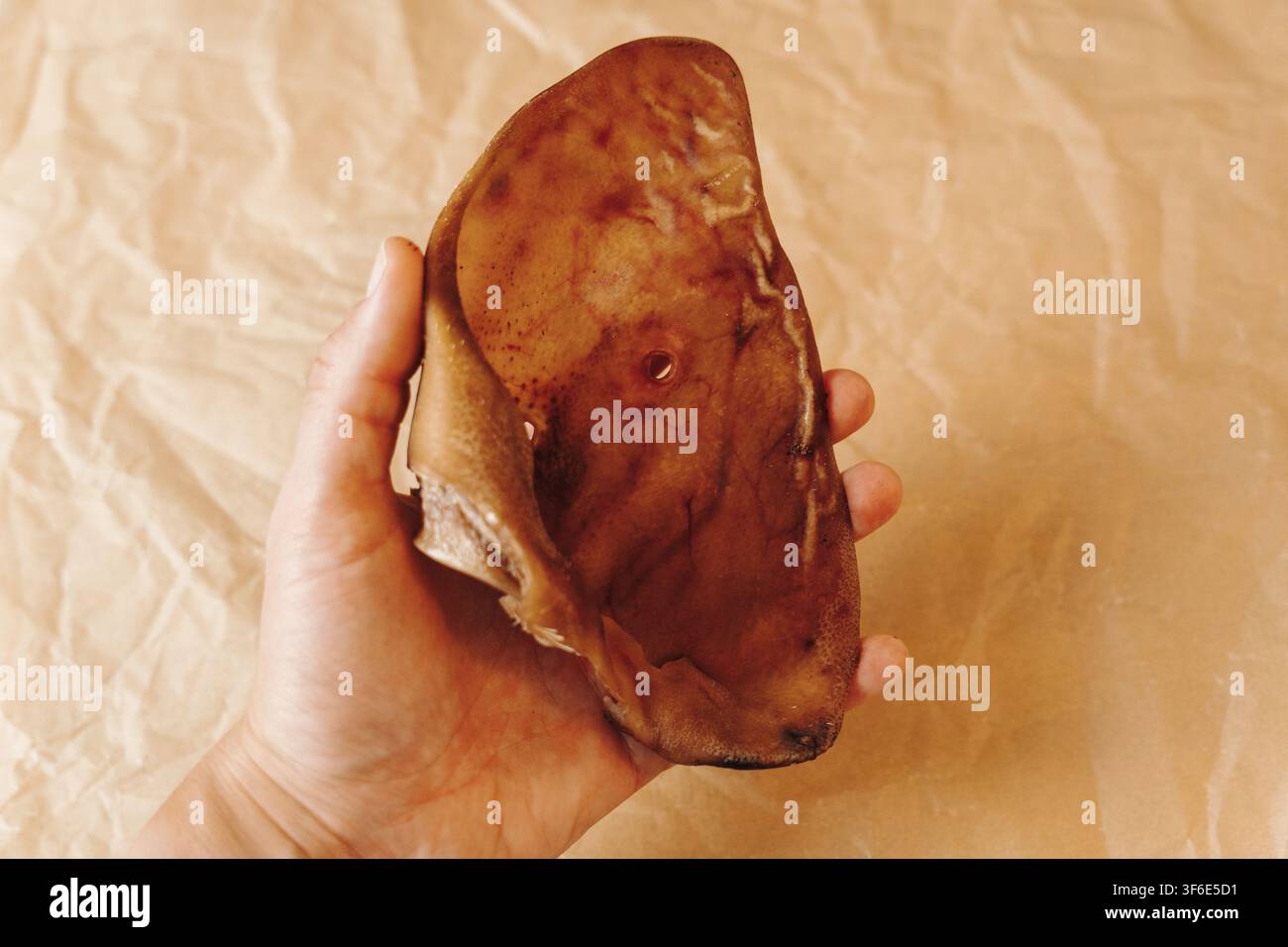 Hand, die ein getrocknetes Schweineohr als Kauspielzeug für Hunde hält. Natürlicher Ein-Zutaten-Haustier-Snack, geeignet zum Kauen und als Trainingsbelohnung. Stockfoto