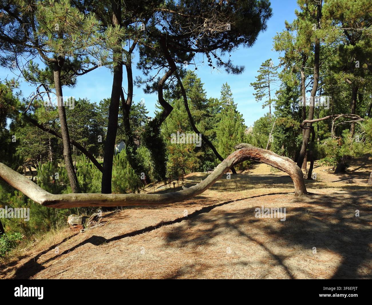 Vom Wind geformte Bäume der Küstenkiefer im Parc des Pins von Le Touquet-Paris-Plage, Frankreich, oder pins tortueux Stockfoto