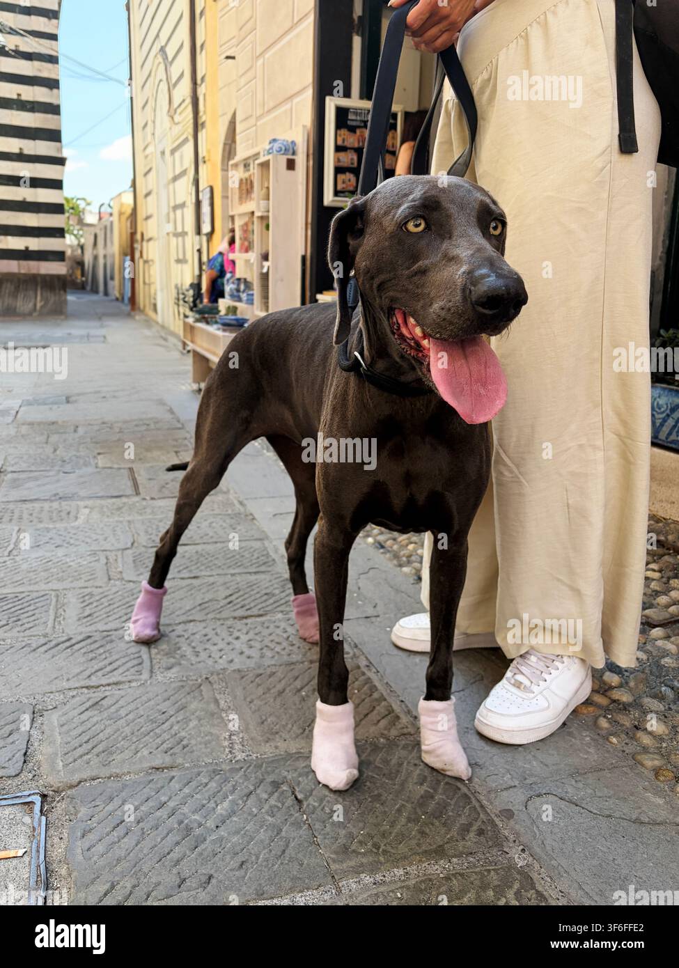 Schwarzer Deutsche Dogge trägt Schutzsocken, während er mit seinem Besitzer auf einer historischen europäischen Straße während eines Sommerstadtspaziergangs steht. Stockfoto