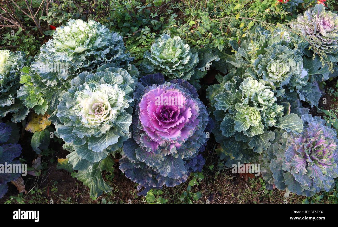 Zierkohl oder blühender Kohl in einem Garten im Herbst. Die Farben sind rosa, gelb, weiß und grün. Ansicht von oben. Stockfoto