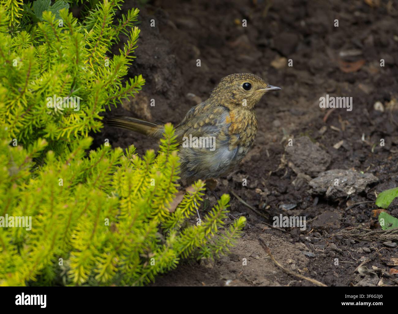Jugendlicher Europäischer Rotkehlchen - Erithacus rubecula Stockfoto