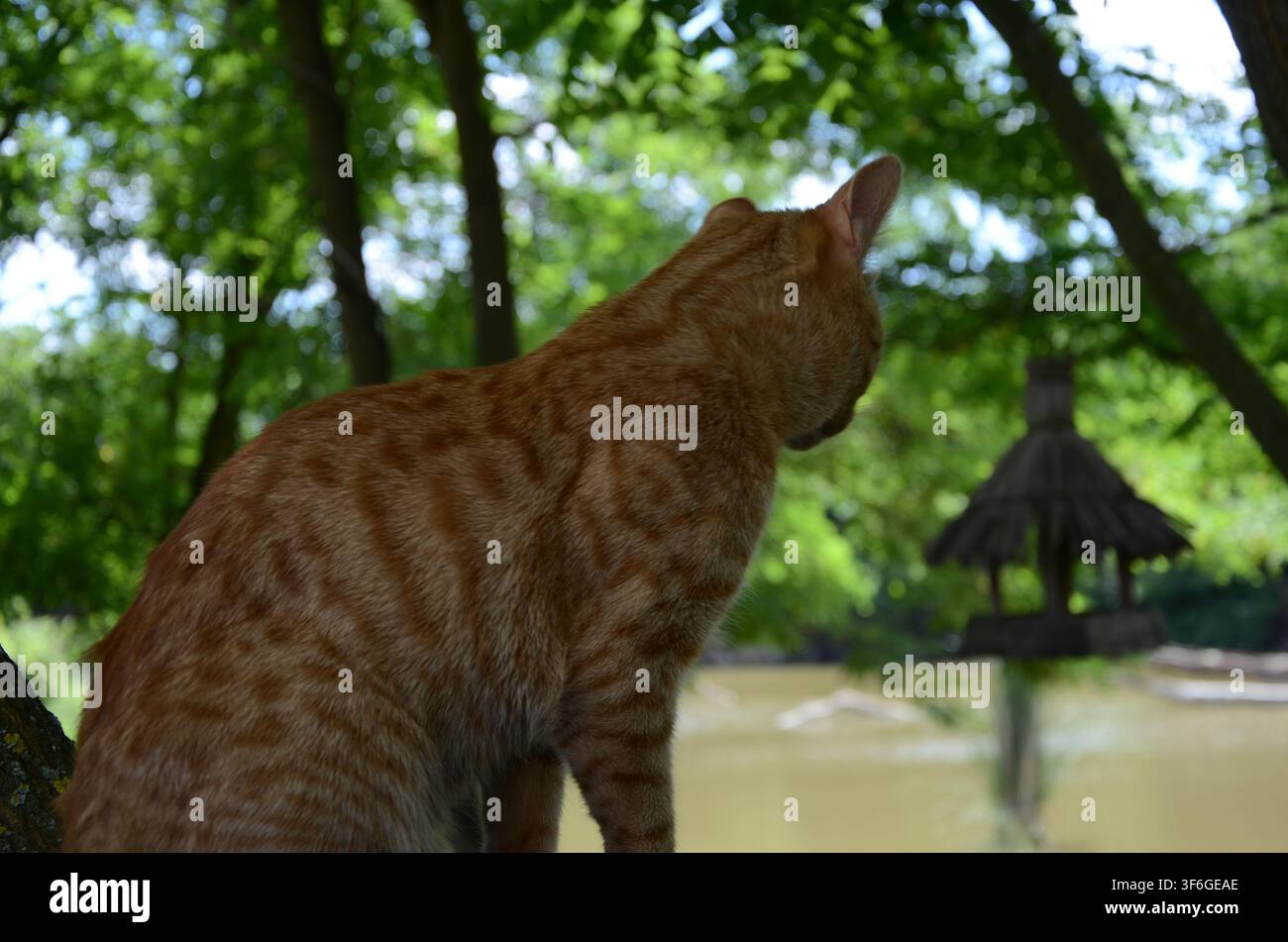 Ingwerfarbener Hauskater beobachtet einen Vogelbrunnen neben einem Teich am Wildcampingplatz Farmunk in Baj, Ungarn... Stockfoto