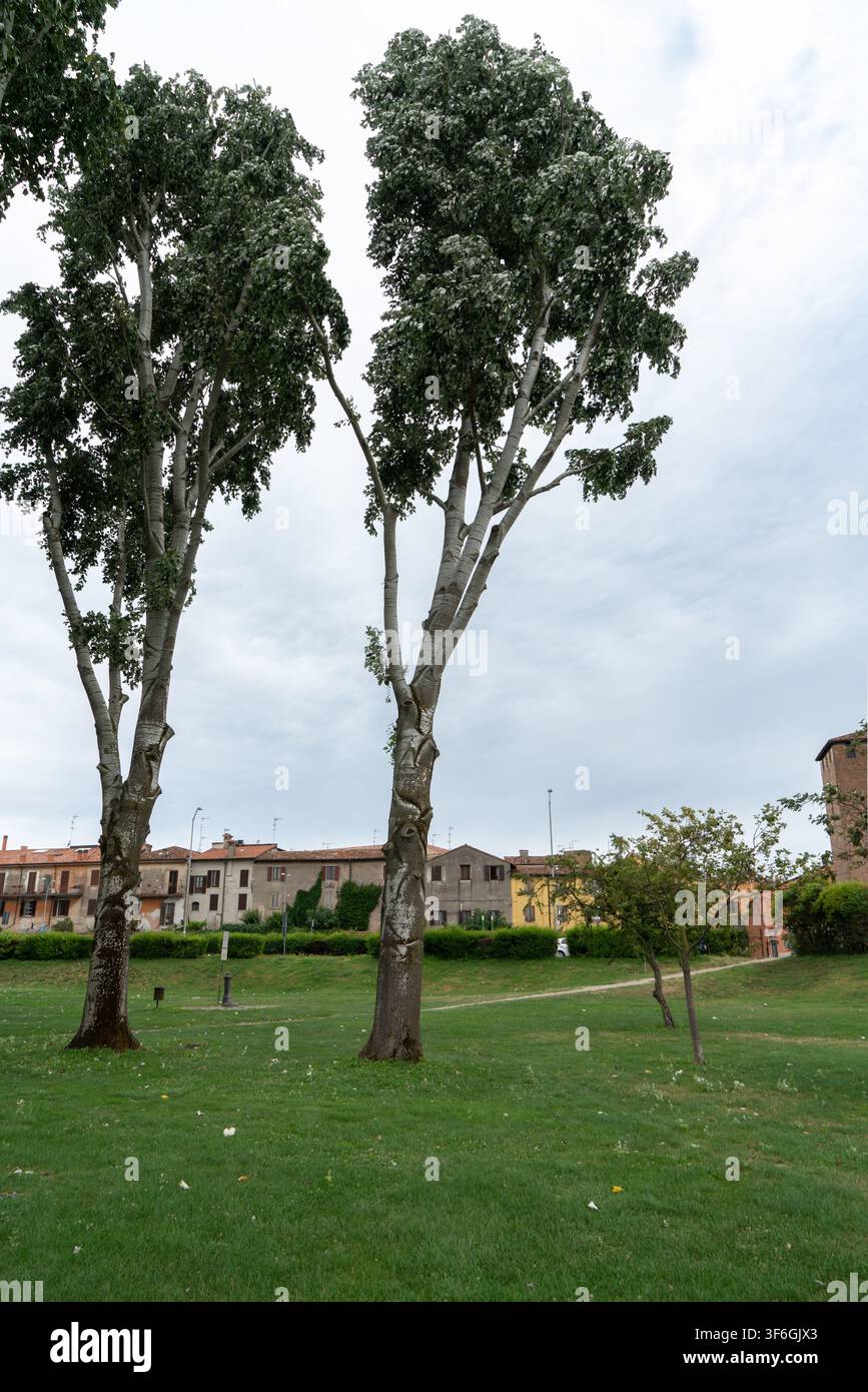 Weißpappeln (Populus alba) in einer öffentlichen Parkanlage in Mantova (Mantua), Italien Stockfoto