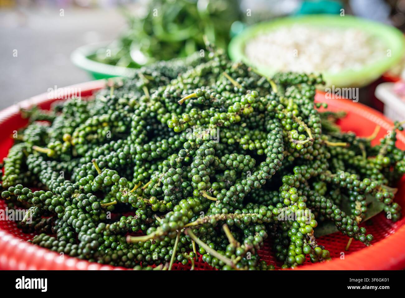 Plastikkorb gefüllt mit einem Haufen frischer grüner Pfefferkörnern an der Stange, unreife Piper nigrum-Weinbeeren Stockfoto