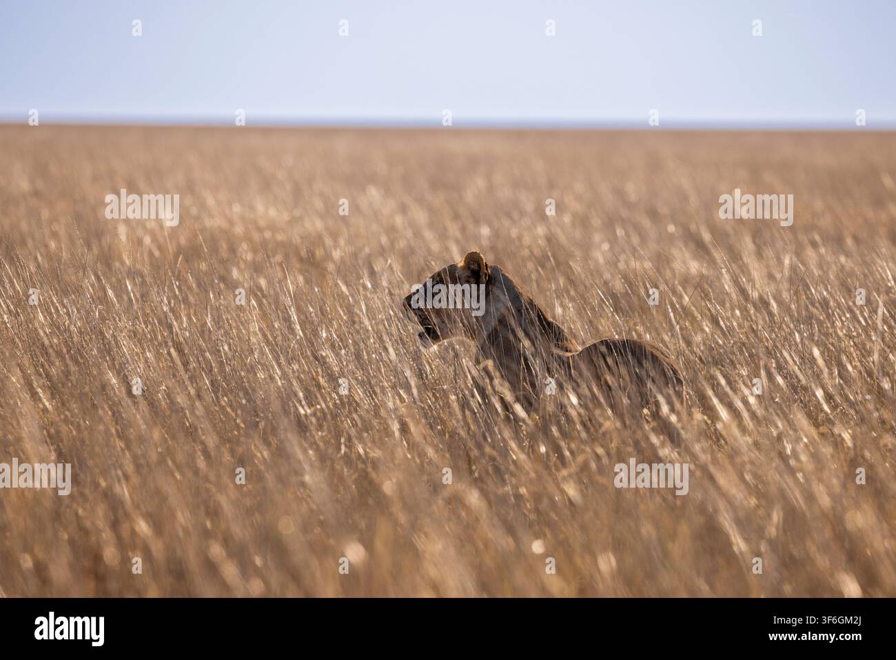 Ein Löwe auf der Jagd in der Graslandschaft im Etosha-Nationalpark, Namibia, Afrika Stockfoto