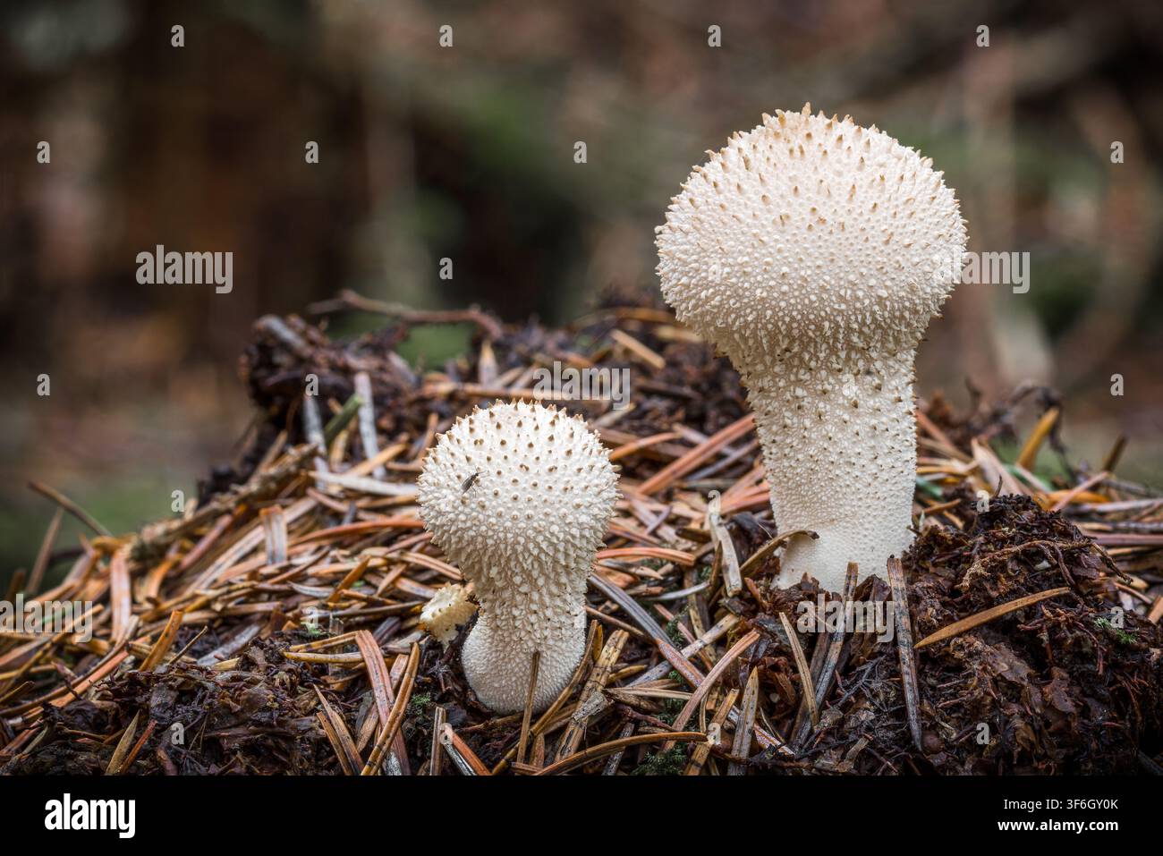 Nahaufnahme von zwei Schirmling-Arten (Lycoperdon perlatum) mit kurzen stacheligen Warzen auf dem Waldboden im Wald. Herbstpilze, Kopierraum. Stockfoto