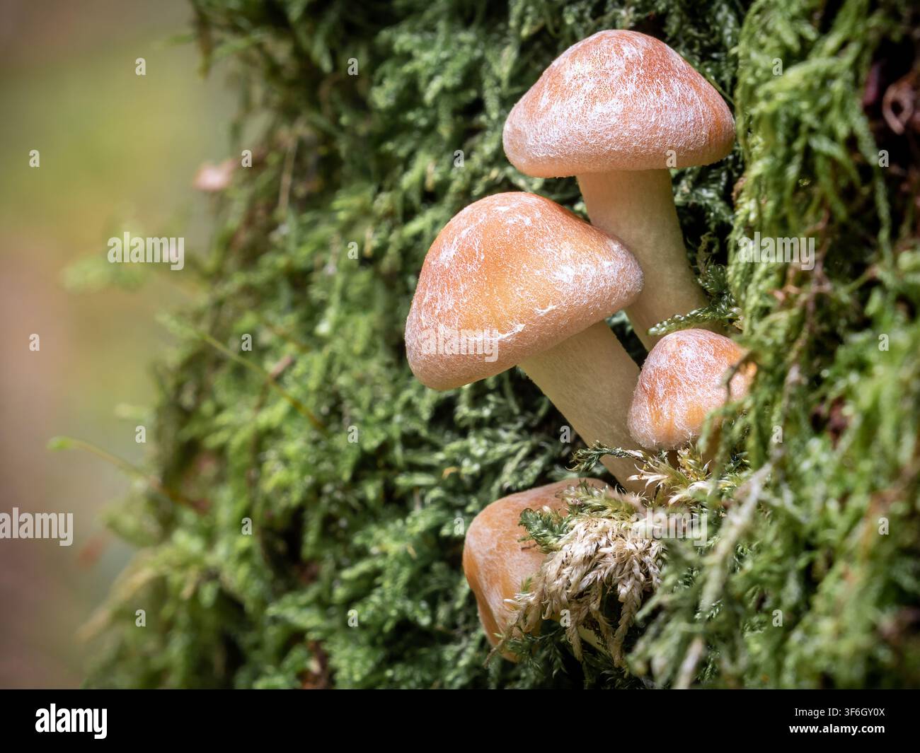 Makroaufnahme eines kleinen Büschels wilder Schwefelritterlinge (Hypholoma fasciculare), die dicht beieinander auf einem moosigen Baumstamm wachsen. Herbstpilze Stockfoto