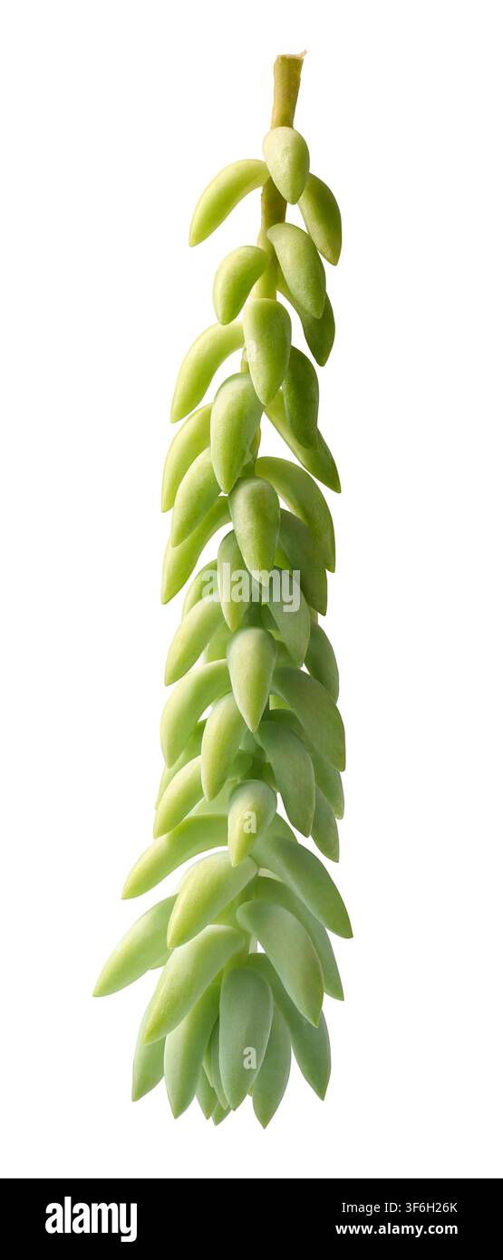 grüne hängende Sukkulentenpflanze isoliert auf weißem Hintergrund, fleischige tränenförmige Blätter an einem kriechenden Stängel, botanisches Exemplar, Seitenansicht in Nahaufnahme Stockfoto