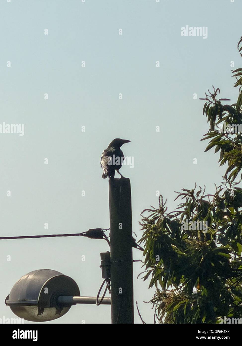 Schwarze Krähe, die auf einem Strommast neben einer Straßenlaterne unter einem klaren blauen Himmel in Asturien, Spanien, sitzt Stockfoto
