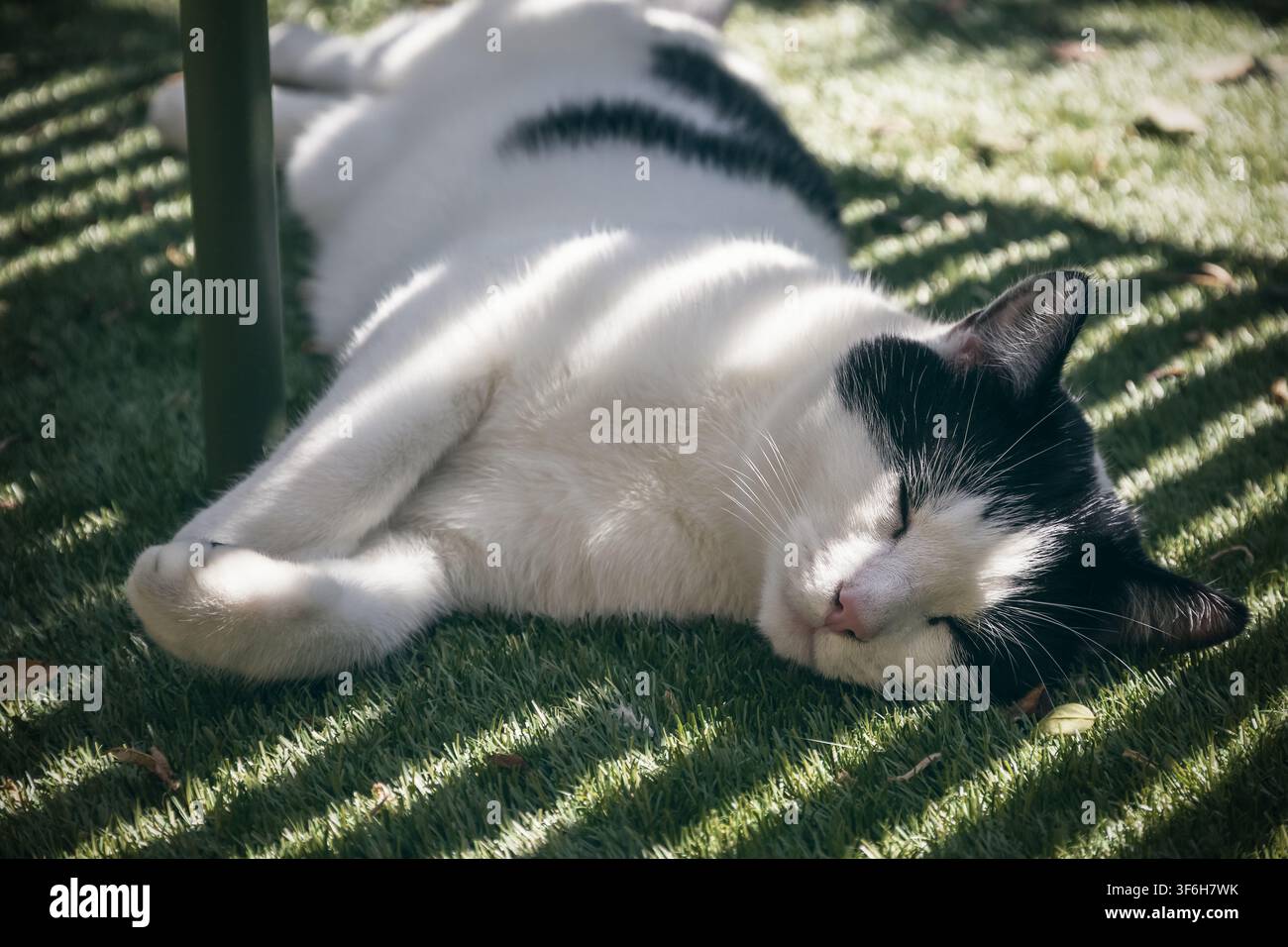 Eine schwarz-weiße Katze schläft unter einer Bank im Schatten in einem Garten während einer Hitzewelle Stockfoto