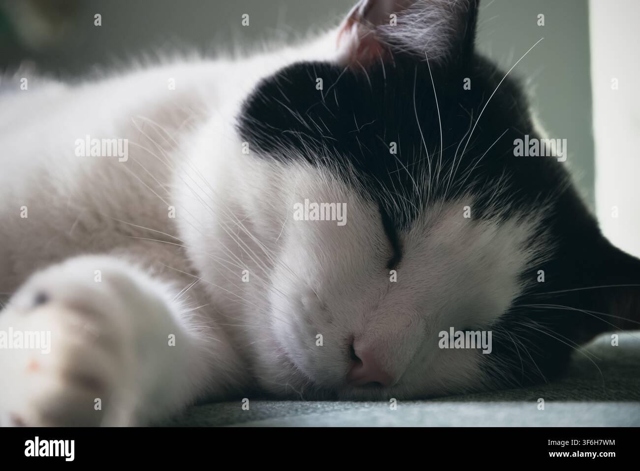 Nahaufnahme einer schwarzweißen Katze, die auf dem Sofa schläft Stockfoto