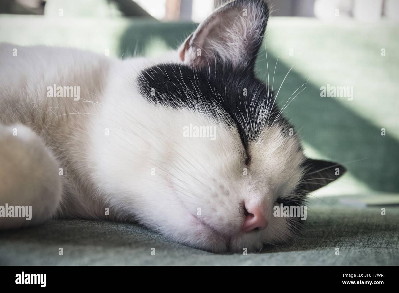 Nahaufnahme einer schwarzweißen Katze, die auf dem Sofa schläft Stockfoto