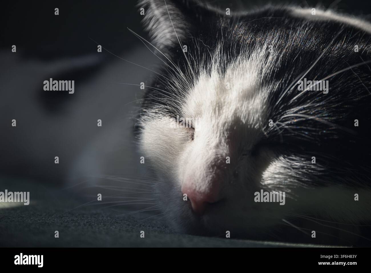 Ein Nahaufnahme-Porträt einer schwarz-weißen Katze, die in weichem, dramatischem Licht friedlich ruht Stockfoto