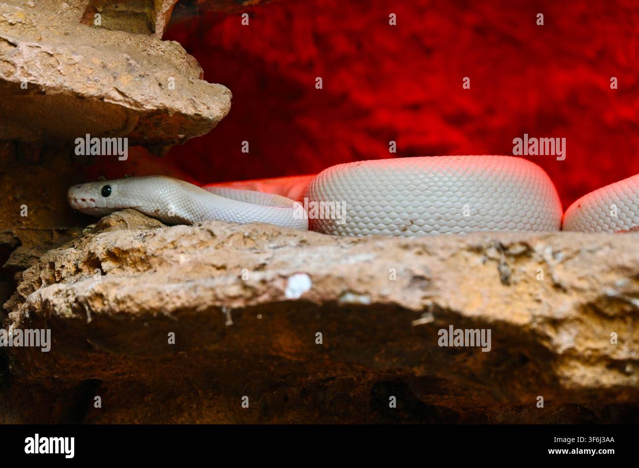 Ein horizontaler Foto einer weißen Schlange, die auf felsigen Vorsprüngen in einem Terrarium ruht, das von einem warmen roten Licht beleuchtet wird. Stockfoto