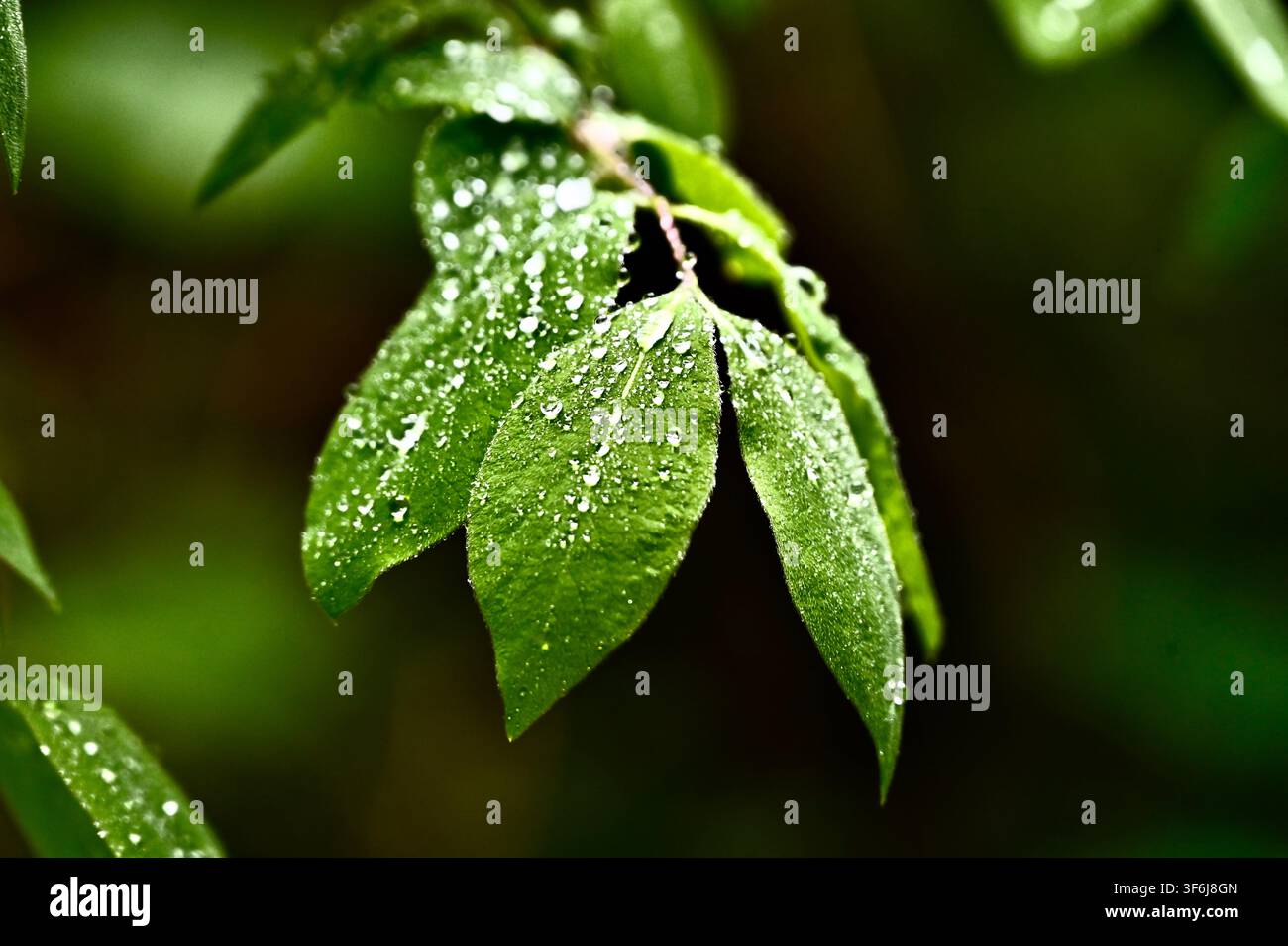 Eine horizontale Makrofotografie von frischen grünen Blättern, die nach einem Regenschauer mit schimmernden Regentropfen bedeckt sind, vor einem dunklen verschwommenen Hintergrund. Stockfoto