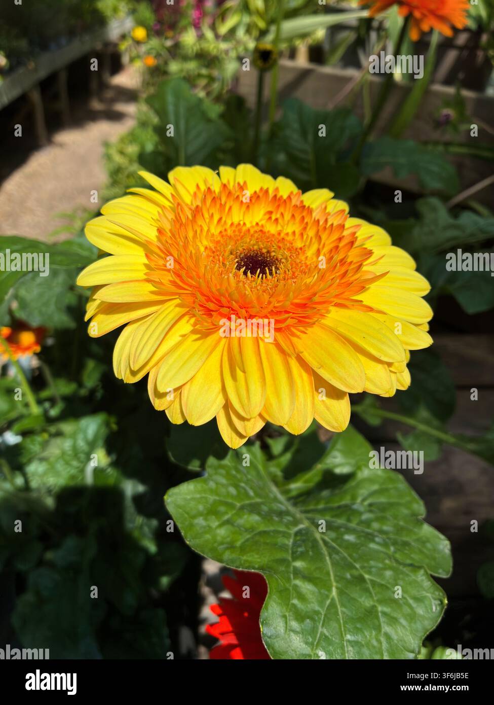 Gerbera-Gänseblümchen im Sonnenlicht - Smartphone-aufgenommenes Stockfoto